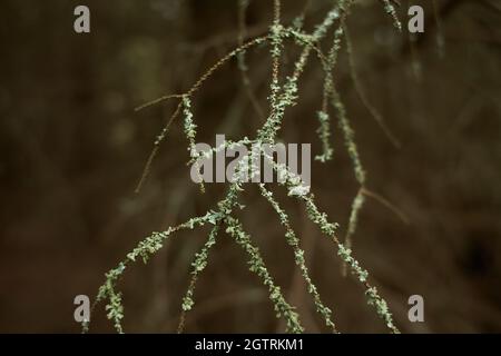 Blättrige Lichen auf Tannenzweig Stockfoto