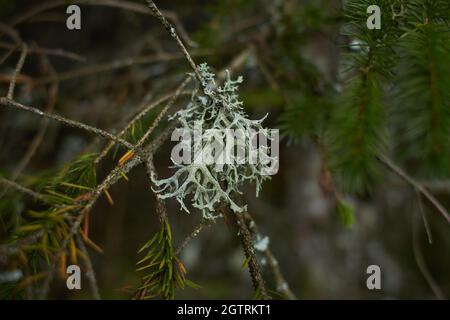 Blättrige Lichen auf Tannenzweig Stockfoto