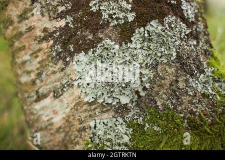 Blättrige Lichen auf Tannenzweig Stockfoto