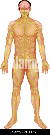Menschliches Nervensystem Stock Vektor