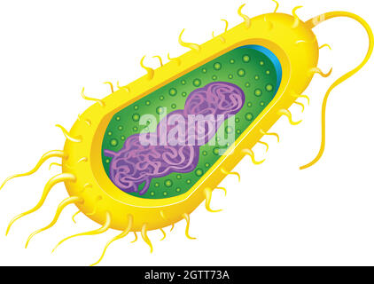 Bakterien Zelle Stock Vektor