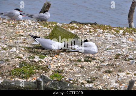 Schwarzkopfmöwe 'chroicocephalus ridibundus', Sandwichternen 'Sterna sandvicensis' und Gemeine Ternen 'Sterna hirundo' brüten in unmittelbarer Nähe auf einem Br Stockfoto