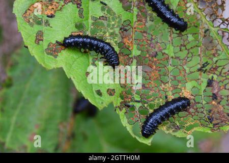 Erlenblattkäfer 'Agelastica alni', Larven bilden eine feine Schnürung, die von Alnus glutinosa' aus Erlenblättern am Ufer eines Baches in Somerset, Großbritannien, ernährt wird. Stockfoto