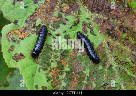 Erlenblattkäfer 'Agelastica alni', Larven bilden eine feine Schnürung, die von Alnus glutinosa' aus Erlenblättern am Ufer eines Baches in Somerset, Großbritannien, ernährt wird. Stockfoto