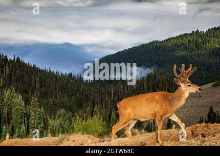 Schwarzer Schwanzhirsch schlängelt sich entlang des Sturmpfad im Olympic National Park in Washington. Stockfoto