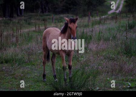 Sorraia-Fohlen, das wild im Naturschutzgebiet Döberitzer Heide bei Berlin lebt. Warnschilder an der Rückseite des Rahmens sichtbar. Ehemaliges militärisches Ausbildungsgebiet. Stockfoto