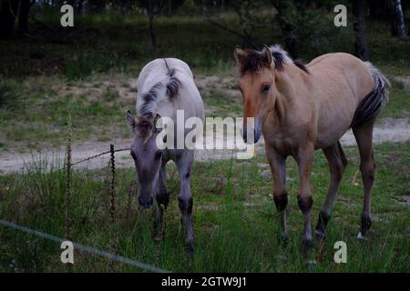 Wild lebende Sorraia-Pferde im Naturschutzgebiet Döberitzer Heide bei Berlin. Stockfoto