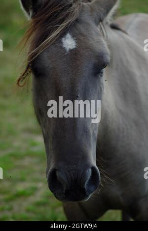 Wild lebende Sorraia-Pferde im Naturschutzgebiet Döberitzer Heide bei Berlin. Stockfoto