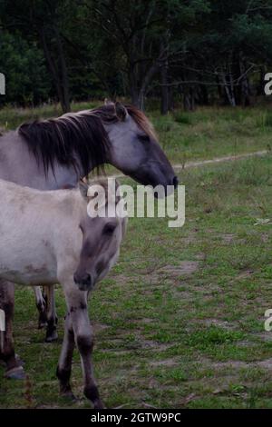 Wild lebende Sorraia-Pferde im Naturschutzgebiet Döberitzer Heide bei Berlin. Stockfoto