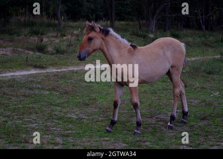 Wild lebende Sorraia-Pferde im Naturschutzgebiet Döberitzer Heide bei Berlin. Stockfoto