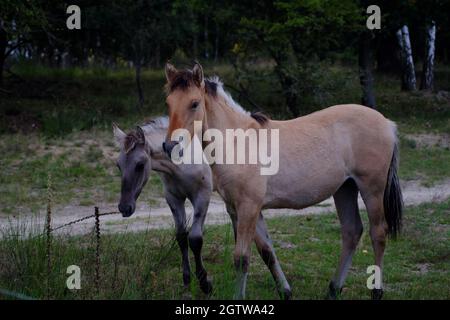 Wild lebende Sorraia-Pferde im Naturschutzgebiet Döberitzer Heide bei Berlin. Stockfoto