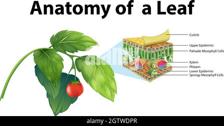 Diagramm, das die Anatomie eines Blattes zeigt Stock Vektor