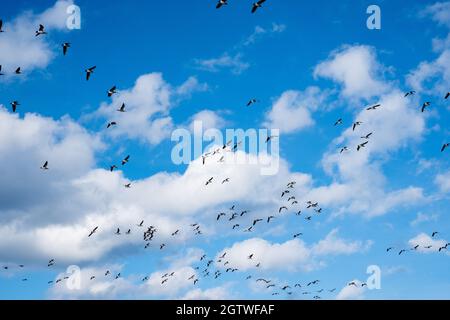 Riesige Entenschwärme vor der Vogelzugsaison in Nordeuropa. Im Herbst fliegen Enten über das Meer. Stockfoto