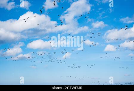 Riesige Entenschwärme vor der Vogelzugsaison in Nordeuropa. Im Herbst fliegen Enten über das Meer. Stockfoto