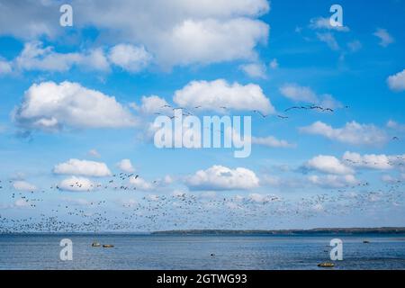 Riesige Entenschwärme vor der Vogelzugsaison in Nordeuropa. Im Herbst fliegen Enten über das Meer. Stockfoto