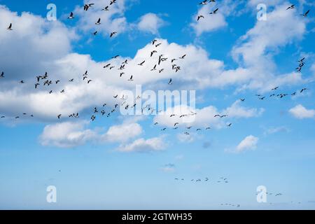 Riesige Entenschwärme vor der Vogelzugsaison in Nordeuropa. Im Herbst fliegen Enten über das Meer. Stockfoto