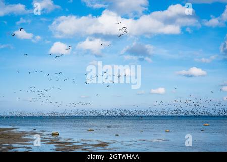 Riesige Entenschwärme vor der Vogelzugsaison in Nordeuropa. Im Herbst fliegen Enten über das Meer. Stockfoto