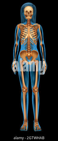 Menschliches Skelett-Systems Stock Vektor