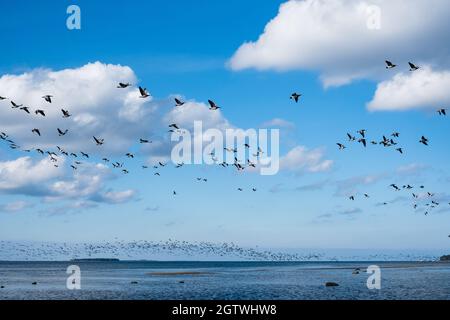 Riesige Entenschwärme vor der Vogelzugsaison in Nordeuropa. Im Herbst fliegen Enten über das Meer. Stockfoto