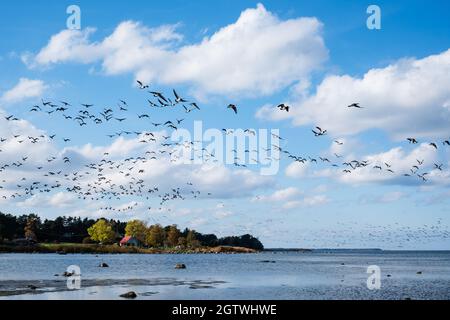 Riesige Entenschwärme vor der Vogelzugsaison in Nordeuropa. Im Herbst fliegen Enten über das Meer. Stockfoto