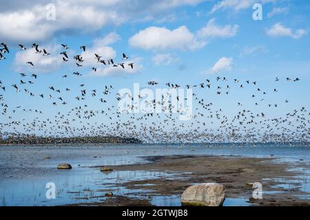 Riesige Entenschwärme vor der Vogelzugsaison in Nordeuropa. Im Herbst fliegen Enten über das Meer. Stockfoto