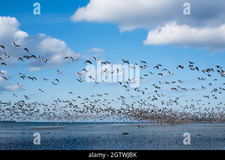 Riesige Entenschwärme vor der Vogelzugsaison in Nordeuropa. Im Herbst fliegen Enten über das Meer. Stockfoto