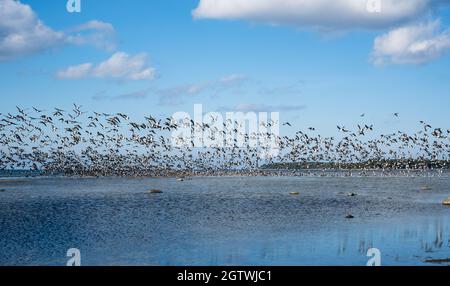 Riesige Entenschwärme vor der Vogelzugsaison in Nordeuropa. Im Herbst fliegen Enten über das Meer. Stockfoto