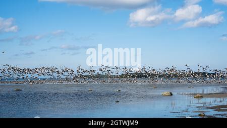 Riesige Entenschwärme vor der Vogelzugsaison in Nordeuropa. Im Herbst fliegen Enten über das Meer. Stockfoto