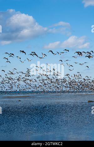 Riesige Entenschwärme vor der Vogelzugsaison in Nordeuropa. Im Herbst fliegen Enten über das Meer. Stockfoto