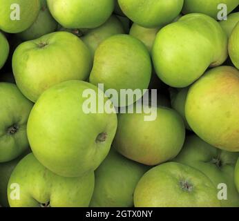 Apfel 'Bramley', Äpfel, Apfel kochen, Malus Domestica, kulinarische Vielfalt, Obst Stockfoto