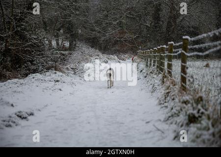 11/09/2021 Lagan Towpath Belfast im Schnee Stockfoto