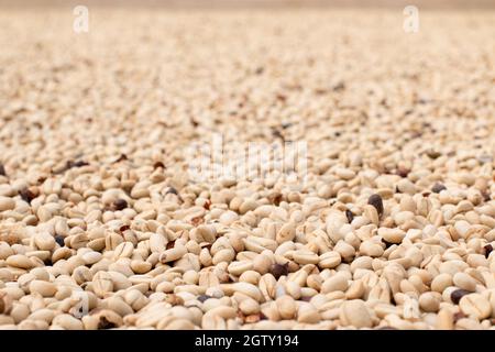 Nicht geröstete grüne Kaffeebohnenbasis. Frischer, roher und grüner Kaffee. Sonnengetrockneter Kaffee. Stockfoto