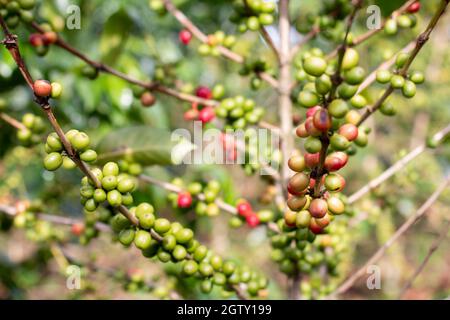 Reife, unreife, grüne und rote Kaffeebeeren auf einem großen Kaffeebaum. Stockfoto