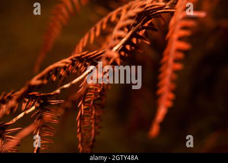 Abstrakte Herbststimmung Farnblätteratmosphäre des Herbstes Bunte Natur Nahaufnahme - Selektiver Fokus, Polypodiopsida Stockfoto