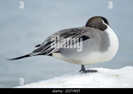 Northern Pintail Schläft Stockfoto