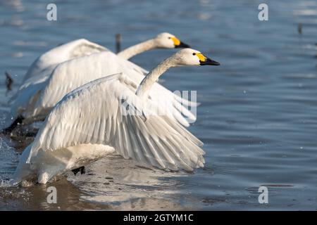 Bewicks Schwäne fliegen in Nordjapan. Stockfoto