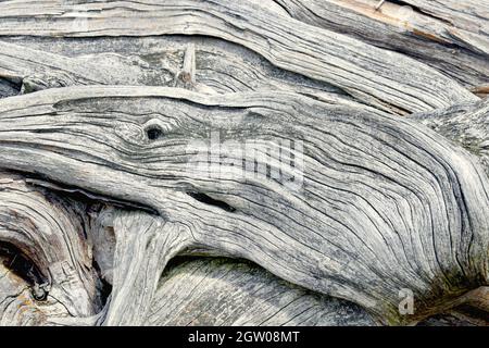 Ein Wal-Bild, versteckt im Treibholz. Hintergrund Treibholz. Verwittertes Holz. Stockfoto