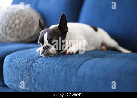 Kleiner Hund auf der Lounge Stockfoto