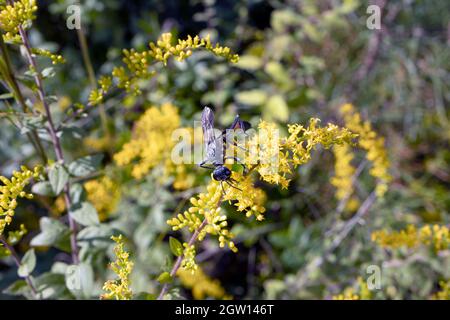 Makroschwarze Fadenwaspe (Eremnophila aureonotata) auf gelber Blüte an sonnigen Tagen Stockfoto