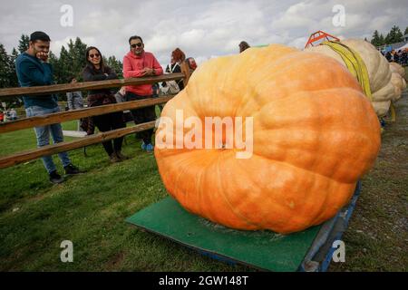 Langley, Kanada. Oktober 2021. Am 2. Oktober 2021 schauen sich die Menschen die Kürbisse an, die während des Giant Pumpkin Wagons in Krause Berry Farms in Langley, British Columbia, Kanada, ausgestellt sind. Quelle: Liang Sen/Xinhua/Alamy Live News Stockfoto