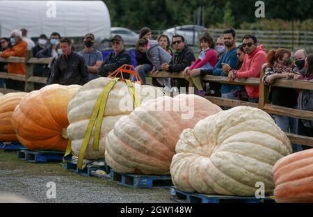 Langley, Kanada. Oktober 2021. Am 2. Oktober 2021 werden beim Giant Pumpkin Wage in Event auf den Krause Berry Farms in Langley, British Columbia, Kanada, riesige Kürbisse ausgestellt. Quelle: Liang Sen/Xinhua/Alamy Live News Stockfoto