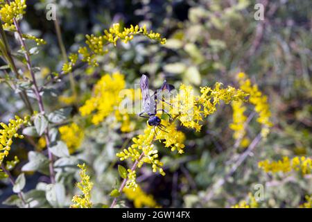 Makroschwarze Fadenwaspe (Eremnophila aureonotata) auf gelber Blüte an sonnigen Tagen Stockfoto