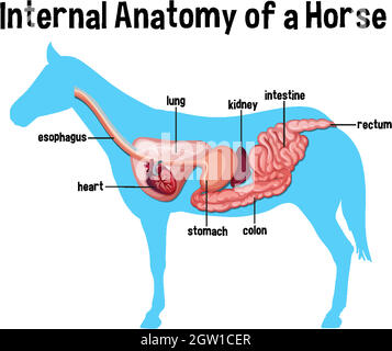 Innere Anatomie eines Pferdes mit Etikett Stock Vektor