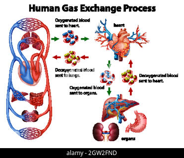 Medizinische Infografik des Austauschprozesses von menschlichem Gas Stock Vektor