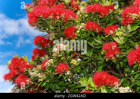 Leuchtend rote Sommerblüten auf einem neuseeländischen Pohutukawa-Baum (Metrosideros excelsa) Stockfoto