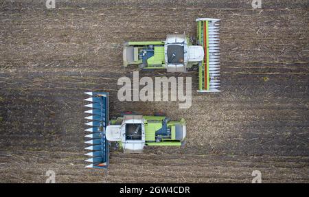 Zwei neue Mähdrescher ernten Getreide. Die Sonnenstrahlen erleuchten die Staubwolke. Wunderschöne Sommerlandschaft. Anbau von Lebensmitteln. Stockfoto