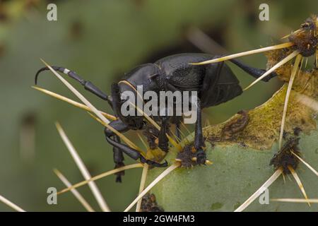 Kaktus-Langhornkäfer, Moneilema gigas, flugunser, schwarzer Käfer, der sich mit dem Kaktus Opuntia spp. Aus der Sonoranischen Wüste, Arizona ernährt Stockfoto