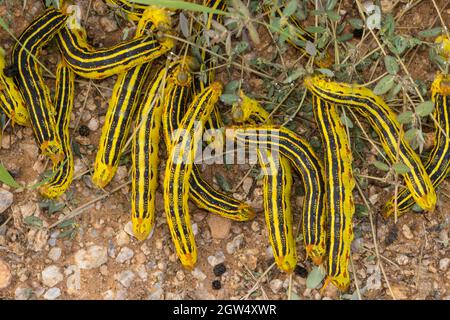 Weiße Sphinx-Mottenraupen, Hyles lineata, Massenentstehung, August 2021, Sonoran-Wüste , Arizona Stockfoto