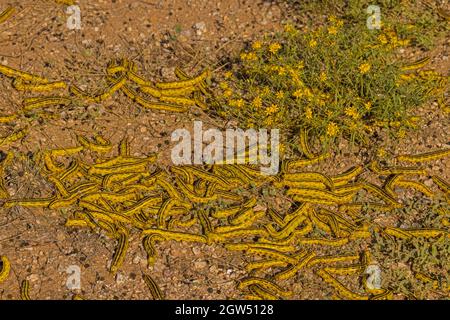 Weiße Sphinx-Mottenraupen, Hyles lineata, Massenentstehung, August 2021, Sonoran-Wüste , Arizona Stockfoto