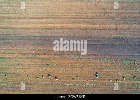 Beschädigte Pflanzen auf dem Feld. Aufgrund schlechter Rasse Bedingungen, oder schlechte Boden oder Krankheit. Kranke landwirtschaftliche Kulturpflanzen. Stockfoto